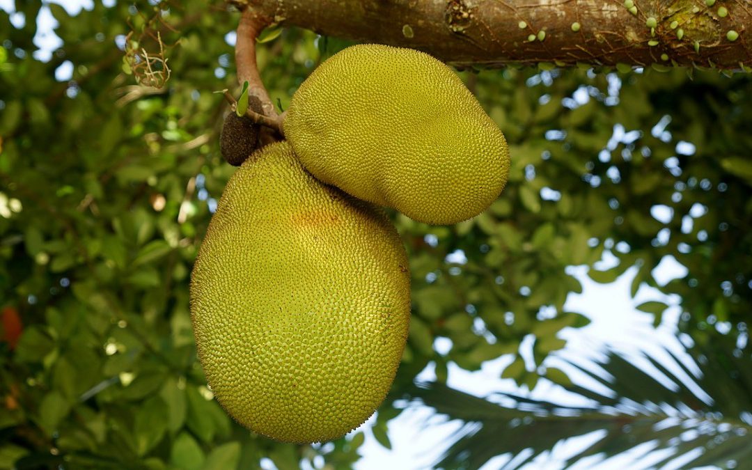Is jackfruit de ideale vleesvervanger?