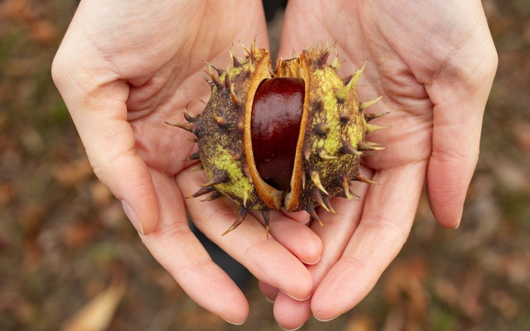 Blog: Wist je dat kastanjes gezond zijn?