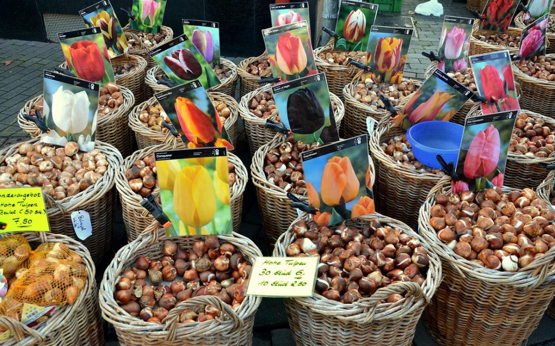 Blog: Wist je dat tulpenbollen eetbaar zijn?